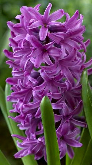Гиацинт Перпл Сенсейшн 30 луковиц размер 14/15