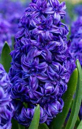 Гиацинт Роял Нави 30 луковиц размер 14/15