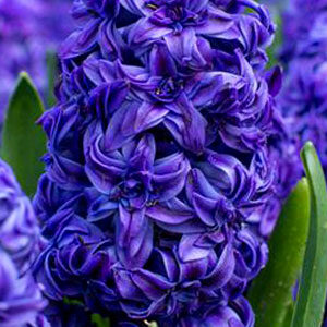 Гиацинт Роял Нави 30 луковиц размер 14/15