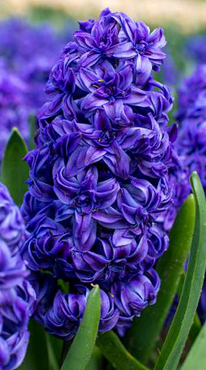 Гиацинт Роял Нави 30 луковиц размер 14/15