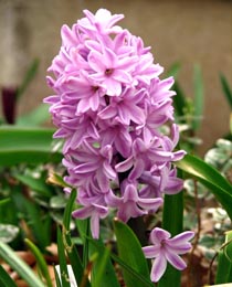 Гиацинт Сплендид Корнелия 150 луковиц размер 19+