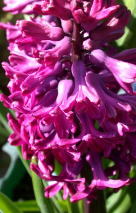 Гиацинт Вудсток 30 луковиц размер 14/15