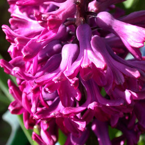 Гиацинт Вудсток 30 луковиц размер 14/15