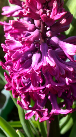 Гиацинт Вудсток 30 луковиц размер 14/15