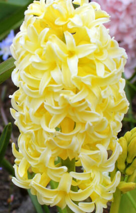 Гиацинт Йеллоу Куин 30 луковиц размер 14/15