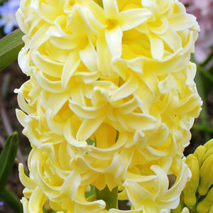 Гиацинт Йеллоу Куин 30 луковиц размер 14/15