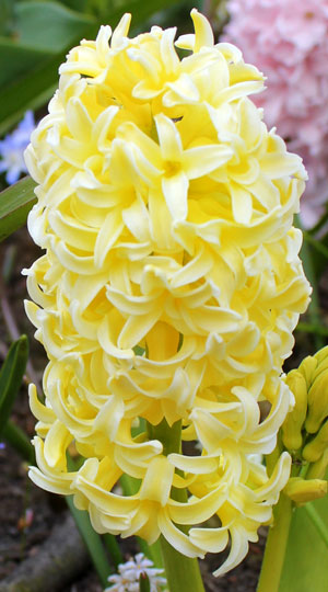 Гиацинт Йеллоу Куин 30 луковиц размер 14/15