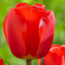 Тюльпан Оксфорд 25 цибулин розмір 10/11