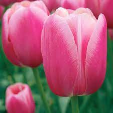 Тюльпан Renown 25 цибулин розмір 10/11