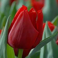 Тюльпан Віслі 30 цибулин розмір 10/11