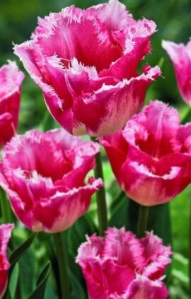 Тюльпан Ізумі упаковка 30 цибулин розмір 10/11