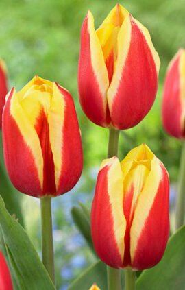 Тюльпан Ян Сеігнетте 500 цибулин розмір 12+