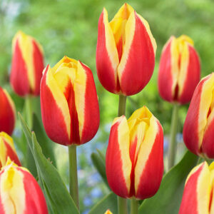 Тюльпан Ян Сеігнетте 500 цибулин розмір 12+