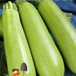 Кабачок Джамбо F1 пакет 30 насінин.