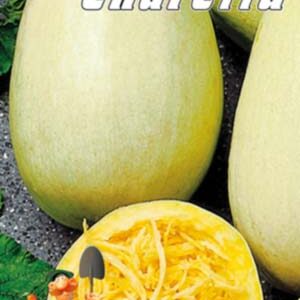 Кабачок Спагетті пакет 30 насінин.