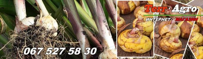 Як зберігаємо цибулини гладіолусів узимку