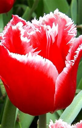 Тюльпан Канаста 500 цибулин розмір 12+