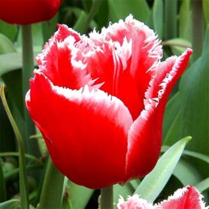 Тюльпан Канаста 500 цибулин розмір 12+