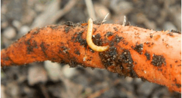 хвороби та шкідники моркви