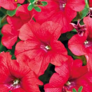 Петуния Коралловый сад F1 пакет 0