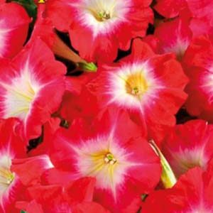 Петуния Королевская F1 пакет 0