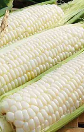 Кукурудза Медунка пакет 10 грамів