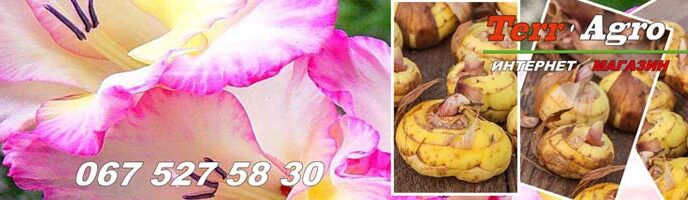 Купити цибулини гладіолусів оптом та в роздріб