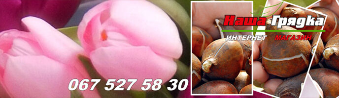 Купити цибулини тюльпанів Україна.