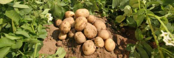 Купити протруйники для картоплі та насіння