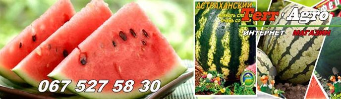 насіння кавуна в Україні