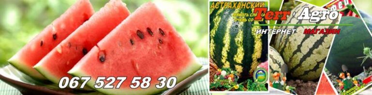 насіння кавуна в Україні