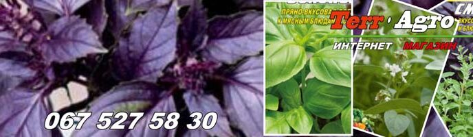 Насіння базиліка