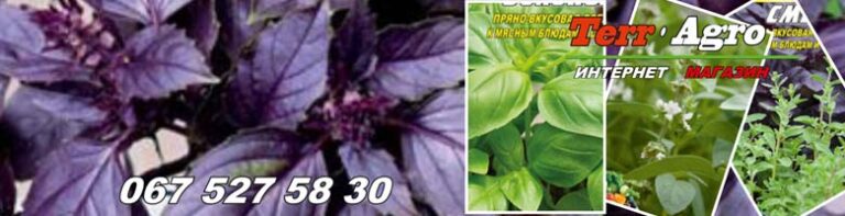 Насіння базиліка