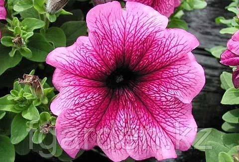 Насіння петунії