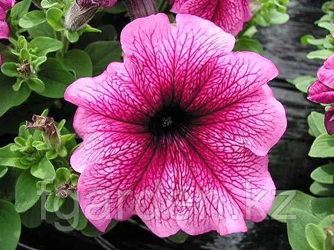 Насіння петунії