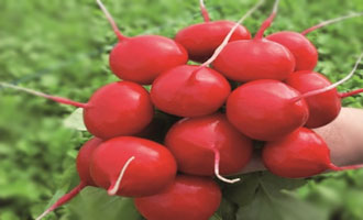 Купити насіння редису