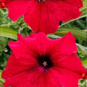 Петуния Ламбада пакет 0