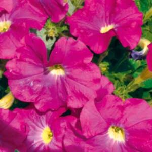 Петуния Лавина розовая пакет 0