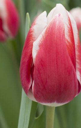 Тюльпан Анна Марі 500 цибулин розмір 12+