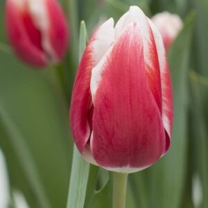 Тюльпан Анна Марі 500 цибулин розмір 12+