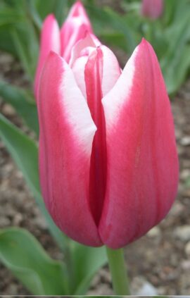 Тюльпан Лео Віссер 500 цибулин розмір 12+