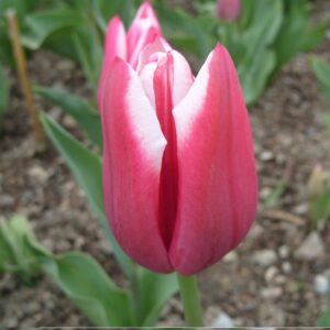 Тюльпан Лео Віссер 500 цибулин розмір 12+