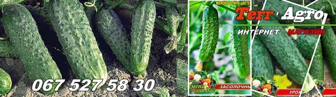 Кращі сорти огірків для засолювання