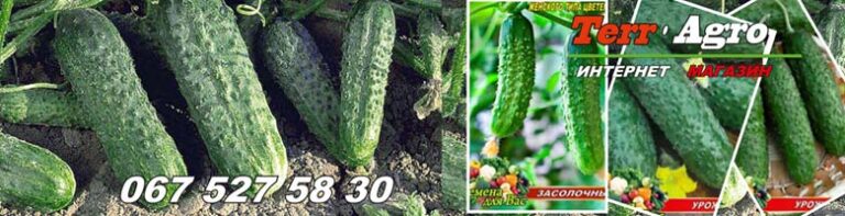 Кращі сорти огірків для засолювання