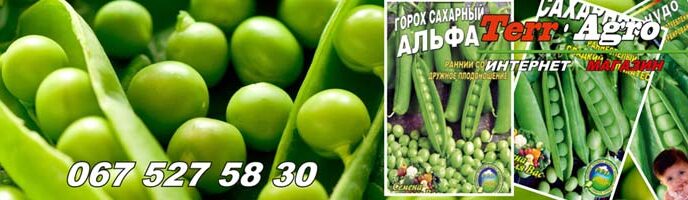 Кращі сорти цукрового гороху: опис