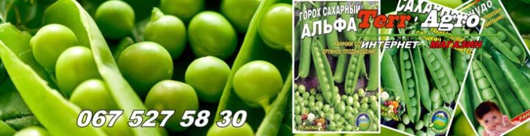 Кращі сорти цукрового гороху: опис