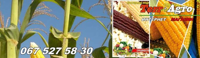 Кращі сорти цукрової кукурудзи