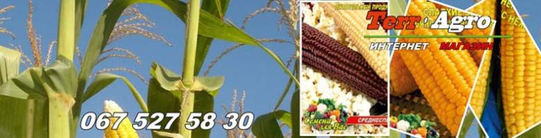 Кращі сорти цукрової кукурудзи