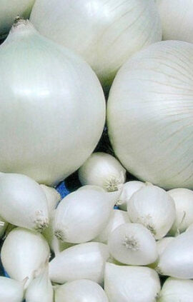 Цибуля Гледстоун сітка 10 кг розмір 8/21