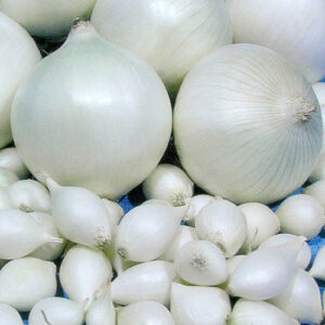 Цибуля Гледстоун сітка 10 кг розмір 8/21